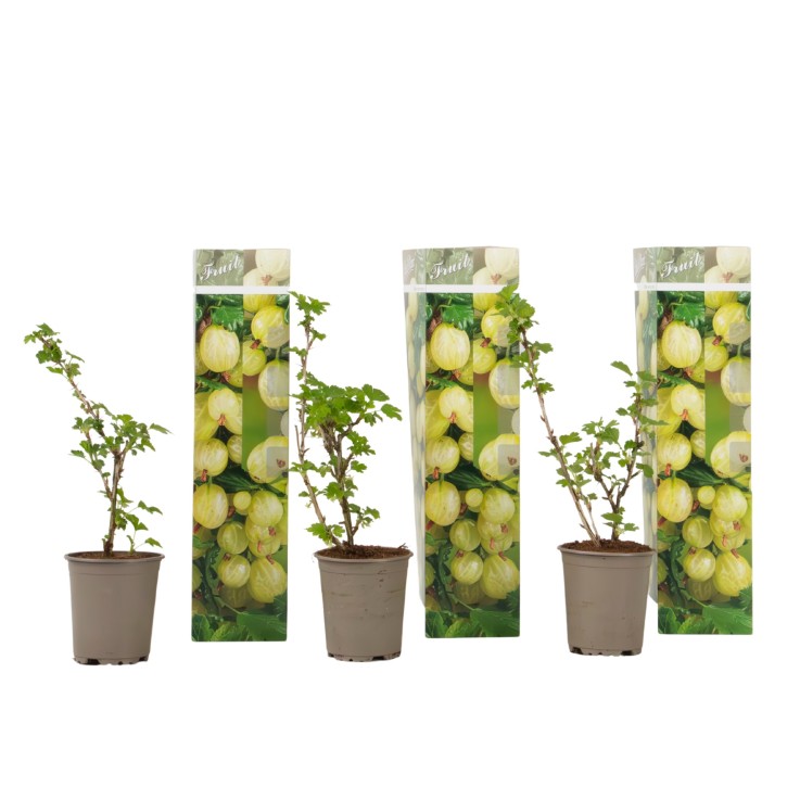 Groseillier - Lot de 3 - Ribes uva- crispa - Hauteur 25-40cm - ⌀9cm