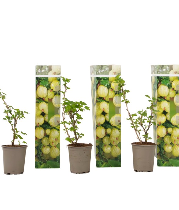 Groseillier - Lot de 3 -...