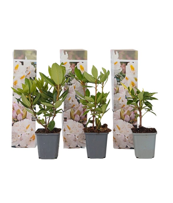 Buisson à fleurs - Set de 3...