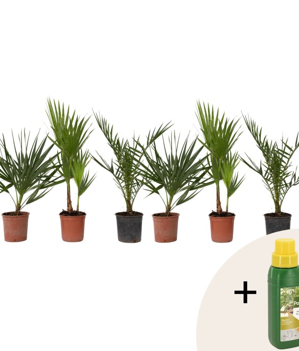 Mélange de palmiers...