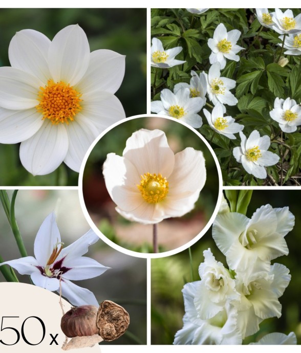 Mélange de bulbes pour le...