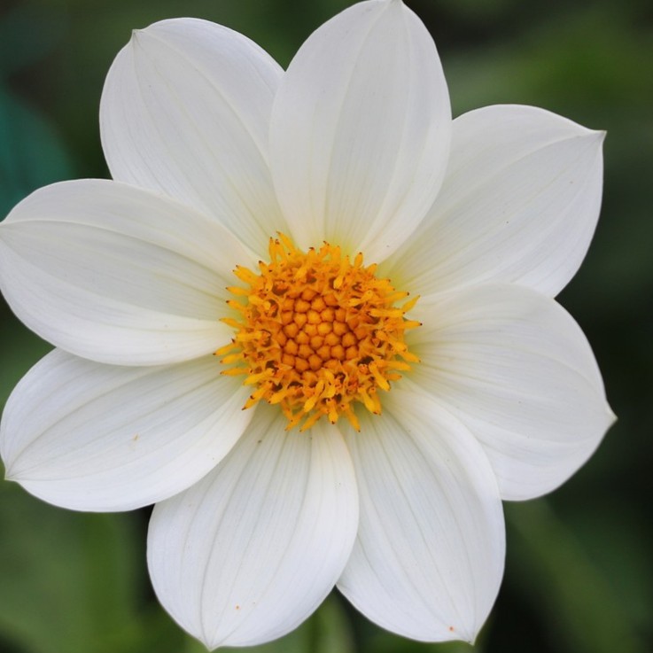 Mélange de bulbes pour le jardin - Set de 250 - Anemone Allium Gladiolus Dahlia