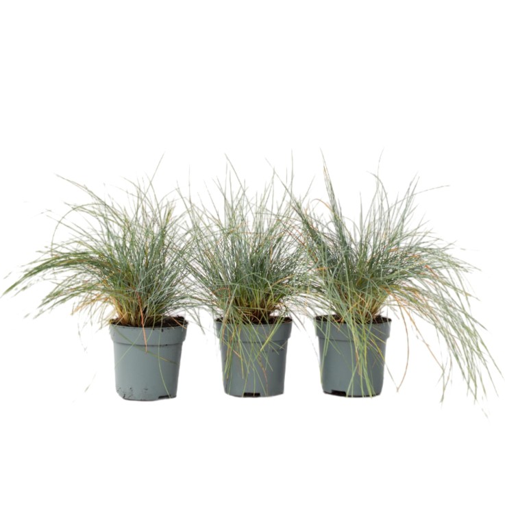 Fétuque - Set de 3 - Festuca glauca 'Elijah Blue' - Hauteur 10-15cm - ⌀9cm