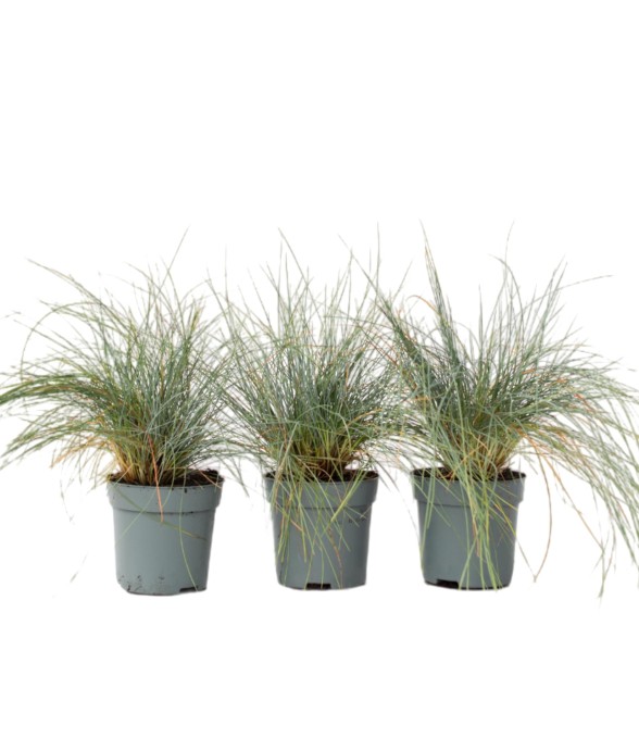 Fétuque - Set de 3 -...