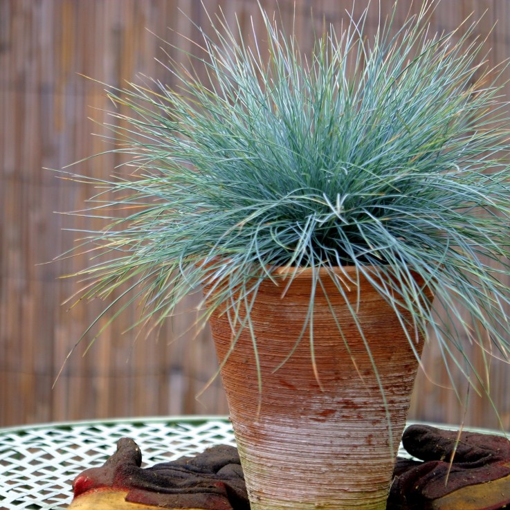 Fétuque - Set de 3 - Festuca glauca 'Elijah Blue' - Hauteur 10-15cm - ⌀9cm