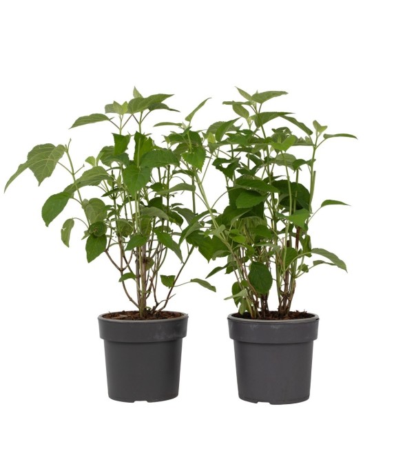 Hortensia - Set de 2 -...