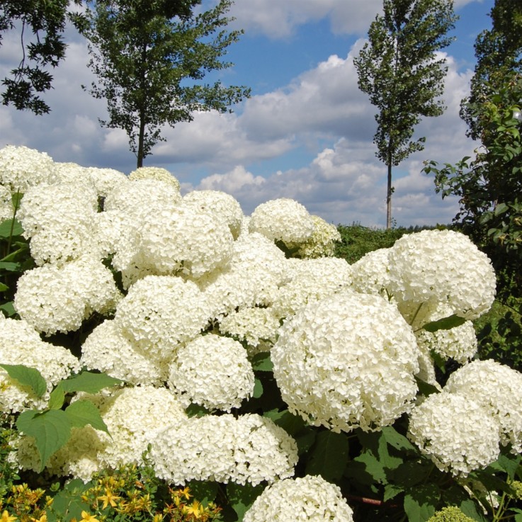 Hortensia - Set de 2 - Hydrangea 'Strong Annabelle' - Hauteur 30-40cm - ⌀19cm
