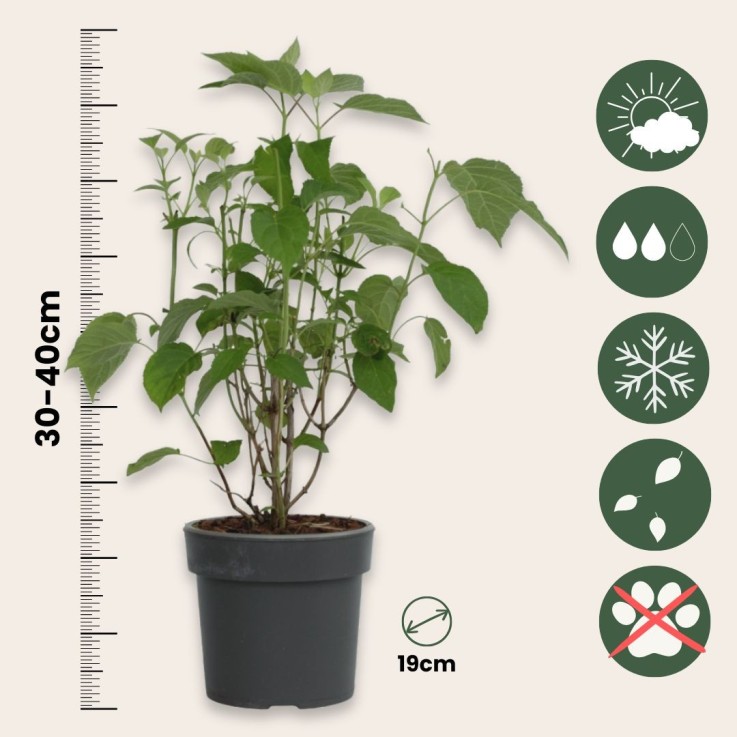 Hortensia - Set de 2 - Hydrangea 'Strong Annabelle' - Hauteur 30-40cm - ⌀19cm