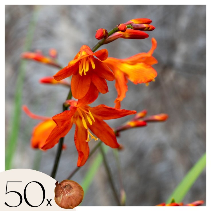 Fleur de l’Incendie - Set de 50 - Crocosmia 'Lucifer' - Bulbes à fleurs - Rouge