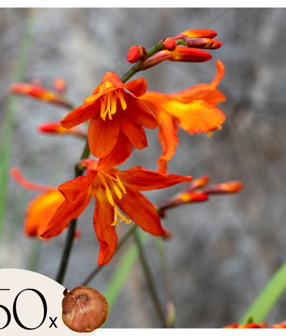 Fleur de l’Incendie - Set...