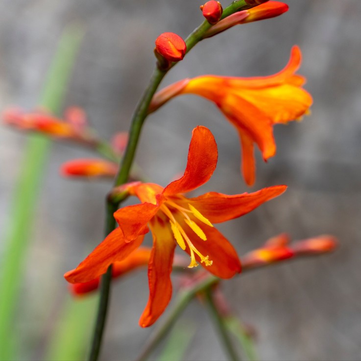 Fleur de l’Incendie - Set de 50 - Crocosmia 'Lucifer' - Bulbes à fleurs - Rouge