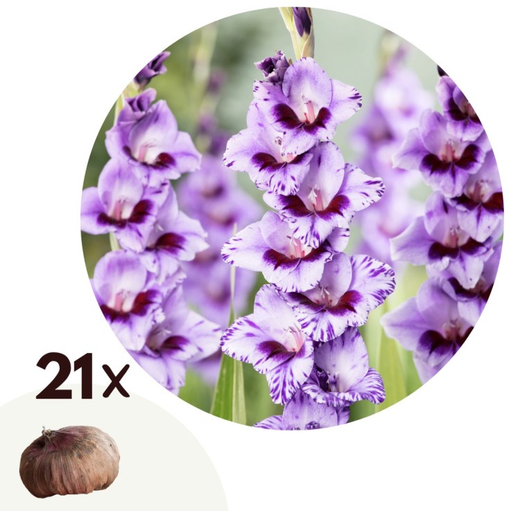 Glaïeul - Set de 21 - Gladiolus 'Passos' - Bulbes à fleurs - Violet