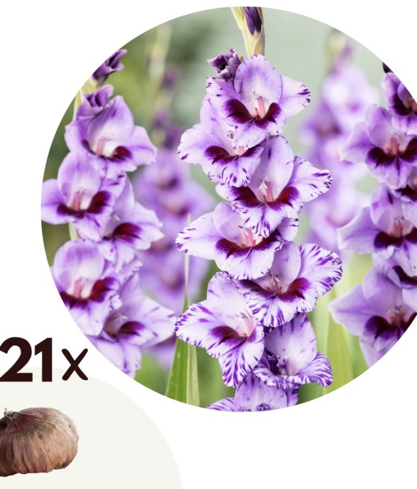 Glaïeul - Set de 21 -...