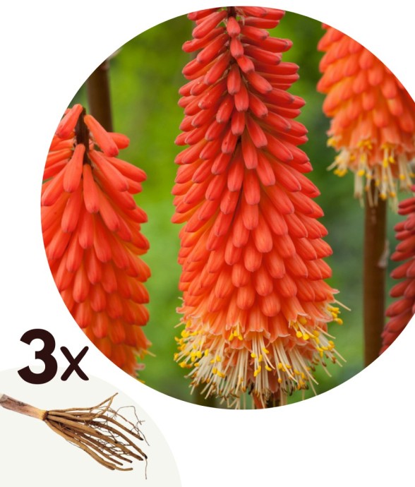 Tison de Satan - Set de 3 -...