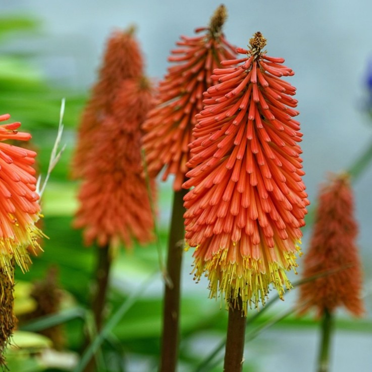 Tison de Satan - Set de 3 - Tritoma Kniphofia 'Alcazar' - Rhizomes - Orange