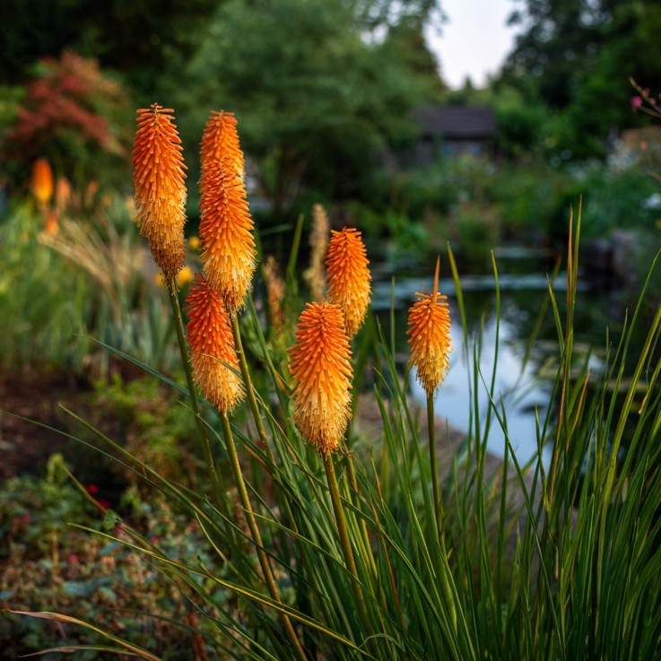 Tison de Satan - Set de 3 - Tritoma Kniphofia 'Alcazar' - Rhizomes - Orange