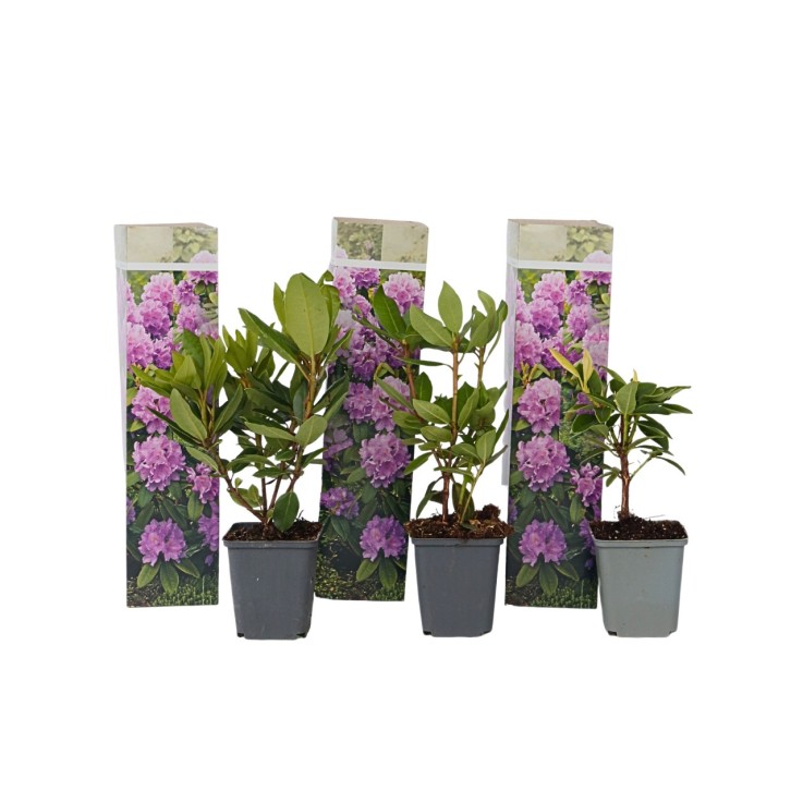Buisson à fleurs - Set de 3 - Rhododendron 'Catawbiense' - H25-40cm - ⌀9cm