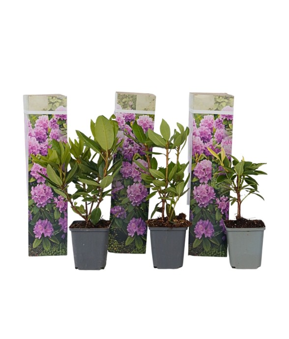 Buisson à fleurs - Set de 3...