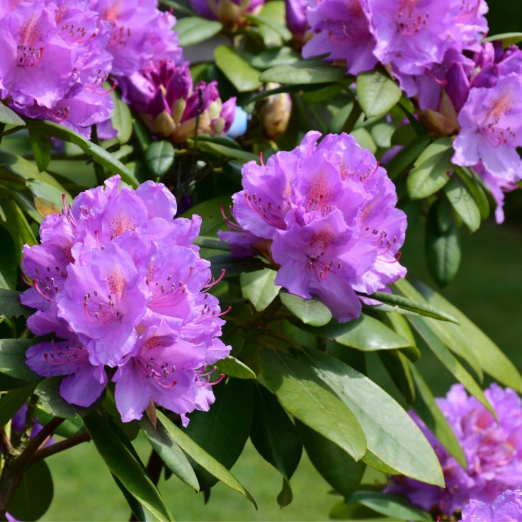 Buisson à fleurs - Set de 3 - Rhododendron 'Catawbiense' - H25-40cm - ⌀9cm