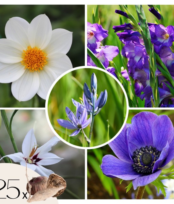 Mélange de bulbes pour le...