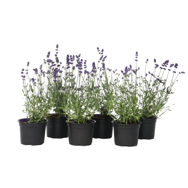 Lavande vraie - Set de 6 - Lavandula angustifolia - Hauteur 10-15cm - ⌀10,5cm