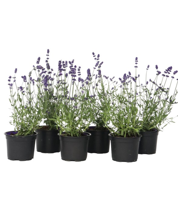 Lavande vraie - Set de 6 -...
