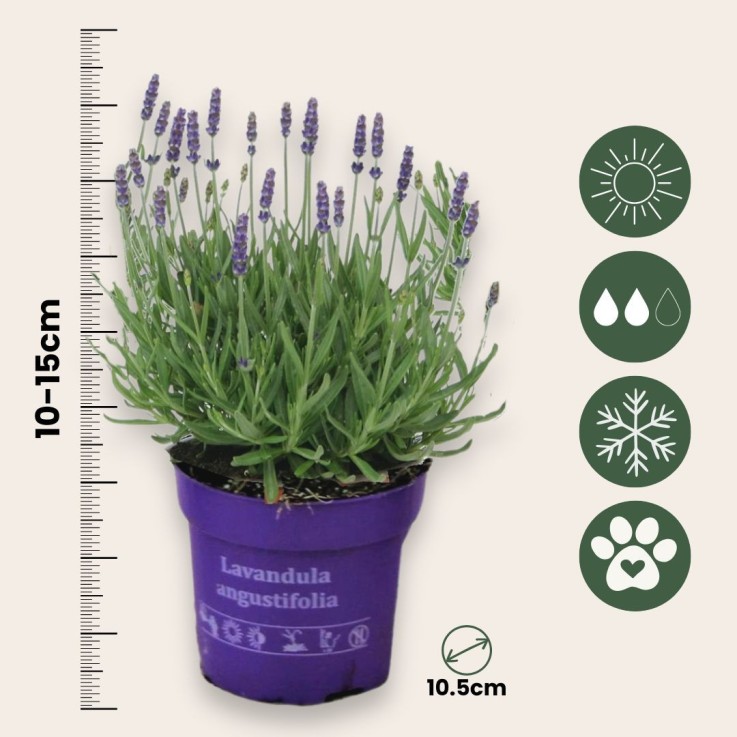 Lavande vraie - Set de 6 - Lavandula angustifolia - Hauteur 10-15cm - ⌀10,5cm