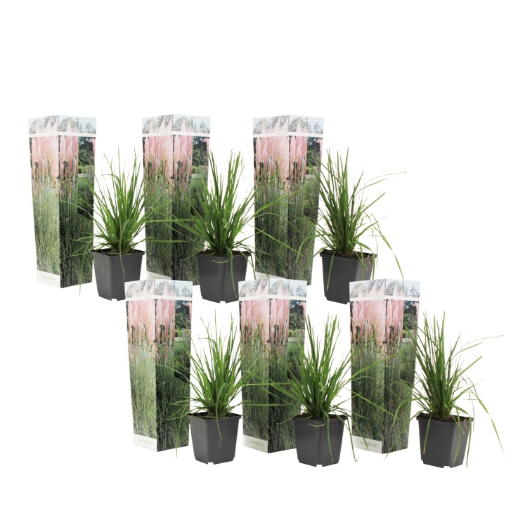 Herbe de la Pampa - Set de 6 - Cortaderia selloana - Hauteur 25-40cm - ⌀9cm