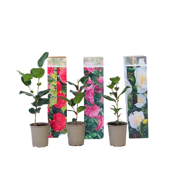 Camélia - Set de 3 - Camellia japonica - Hauteur 25-40cm - ⌀9cm