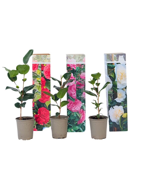 Camélia - Set de 3 -...