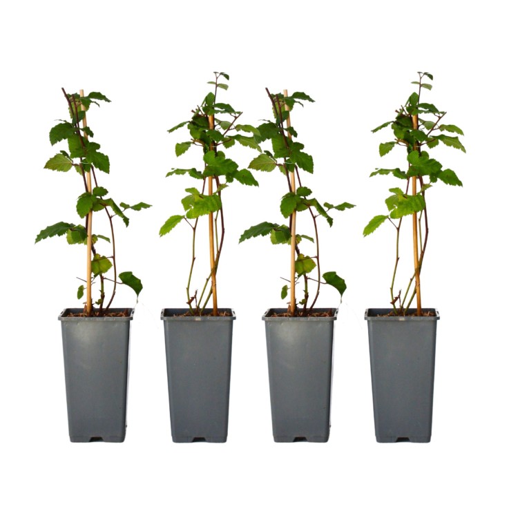 Mûrier - Set de 4 - Rubus fruticosus 'Thornfree' - Hauteur 50-60cm - ⌀15cm