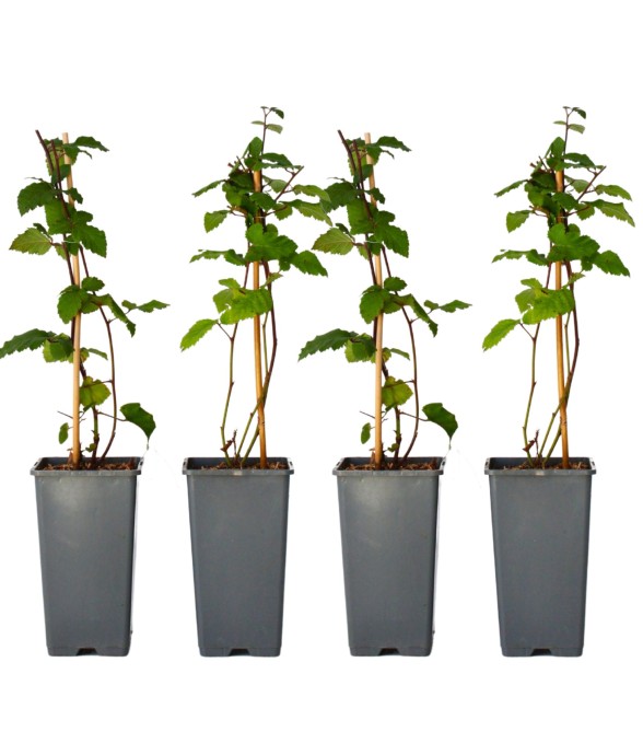 Mûrier - Set de 4 - Rubus...