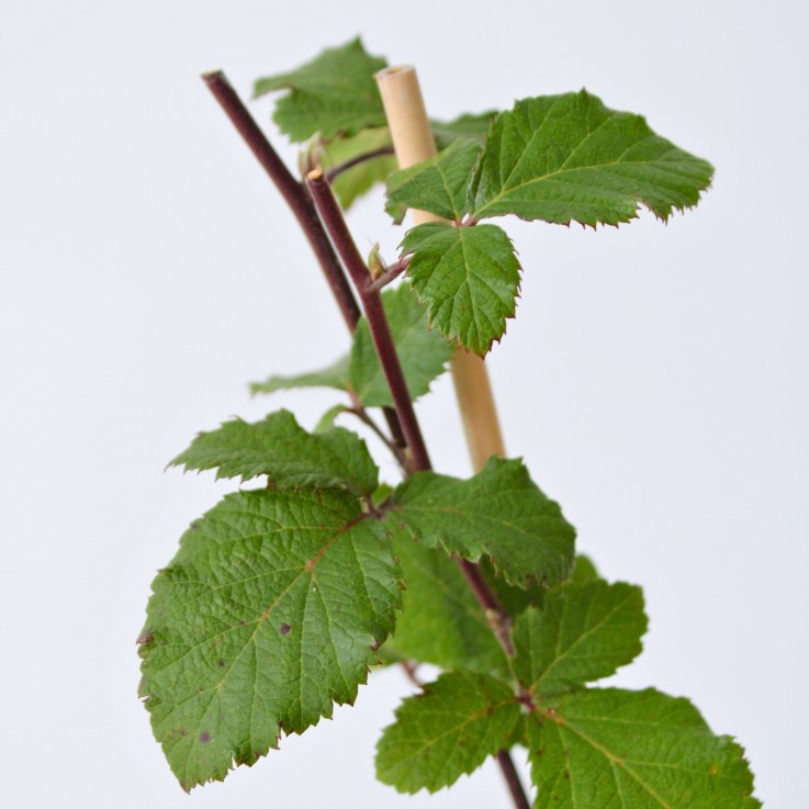 Mûrier - Set de 4 - Rubus fruticosus 'Thornfree' - Hauteur 50-60cm - ⌀15cm