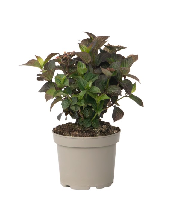 Hortensia - Hydrangea...