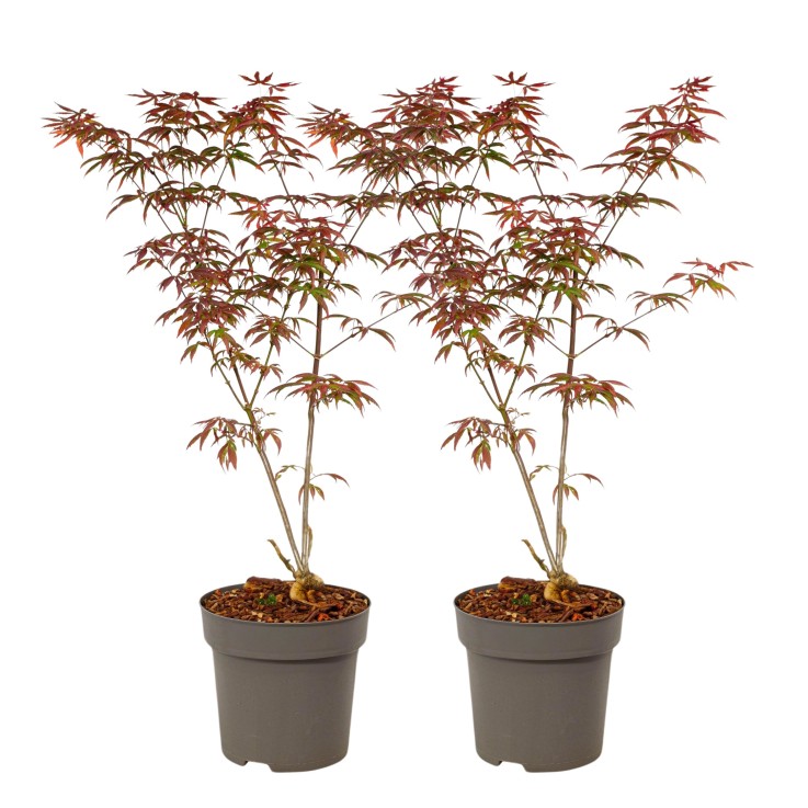 Érable du Japon - Set de 2 - Acer palmatum 'Starfish' - Hauteur 60-70cm - ⌀19cm