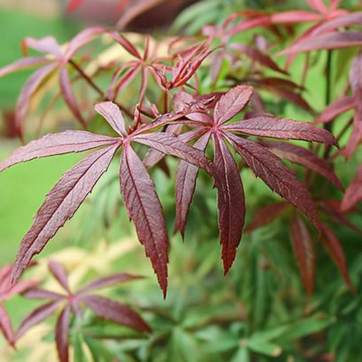 Érable du Japon - Set de 2 - Acer palmatum 'Starfish' - Hauteur 60-70cm - ⌀19cm