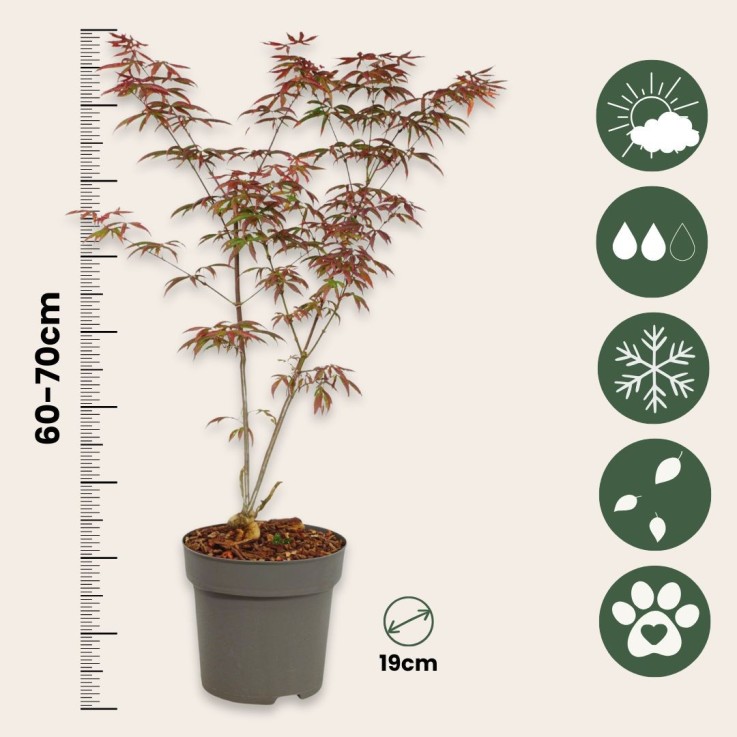 Érable du Japon - Set de 2 - Acer palmatum 'Starfish' - Hauteur 60-70cm - ⌀19cm
