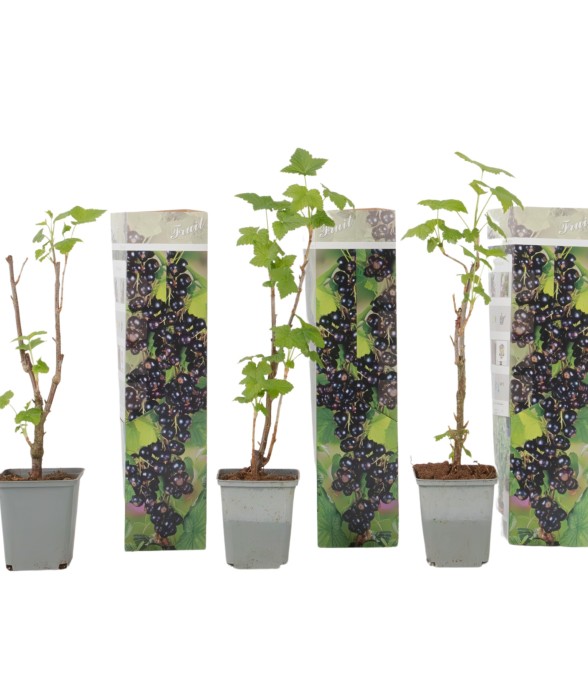 Cassissier - Lot de 3 -...