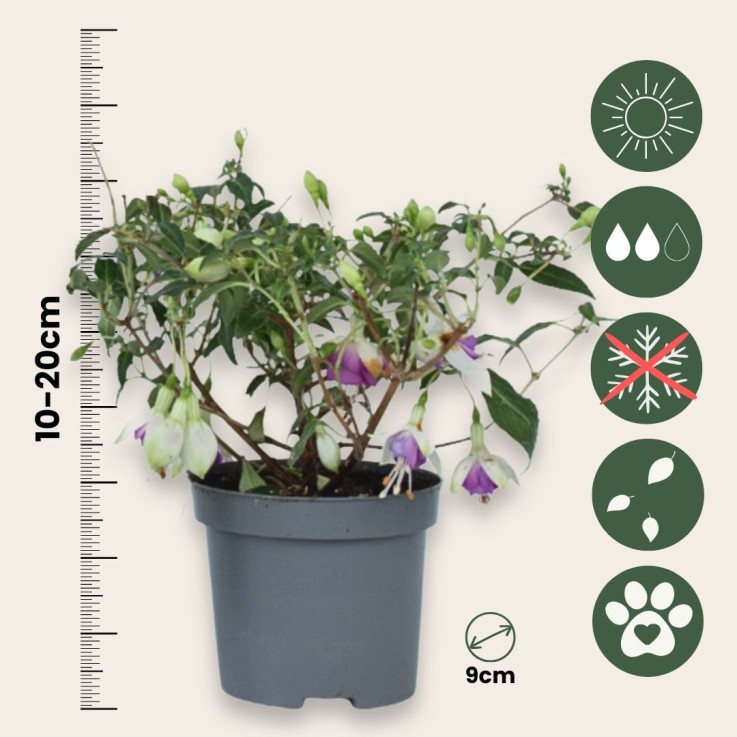 Fuchsia pleureur - Set de 6 - Fuchsia magellanica - Hauteur 10-20cm - ⌀9cm