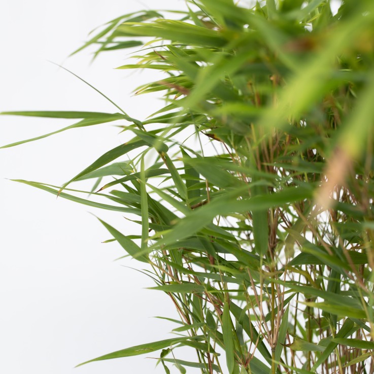 Bambou non-traçant - Fargesia nitida 'Gansu' - Hauteur 50-70cm - ⌀17cm