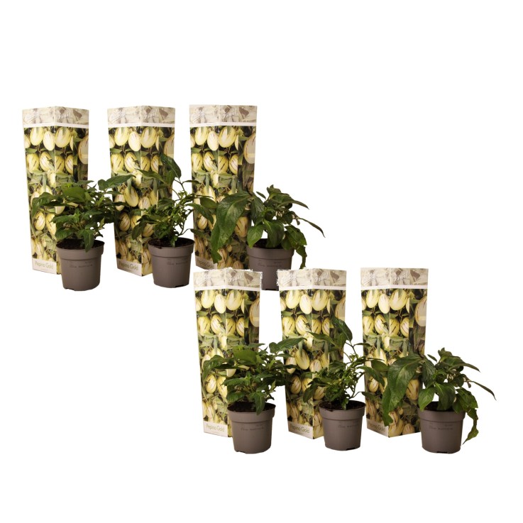 Tomatillo - Set de 6 - Solanum Muricatum 'Pepino gold' - Hauteur 25-40cm - ⌀9cm