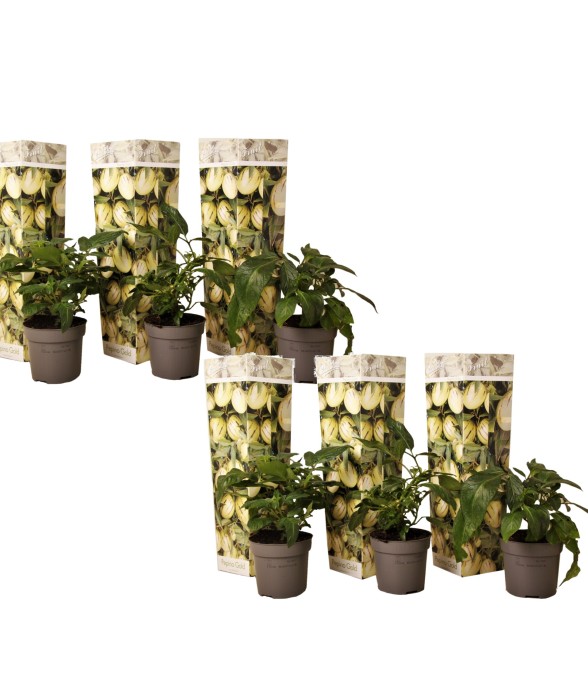 Tomatillo - Set de 6 -...