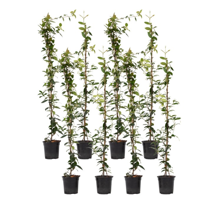 Jasmin étoilé - Set de 8 - Trachelospermum jasminoides - H110-120cm - ⌀17cm