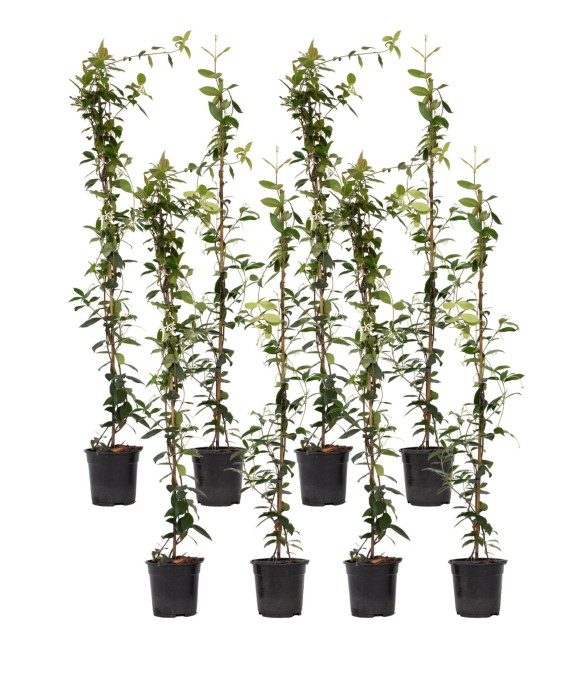 Jasmin étoilé - Set de 8 -...