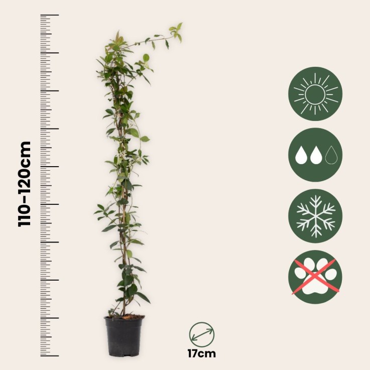 Jasmin étoilé - Set de 8 - Trachelospermum jasminoides - H110-120cm - ⌀17cm