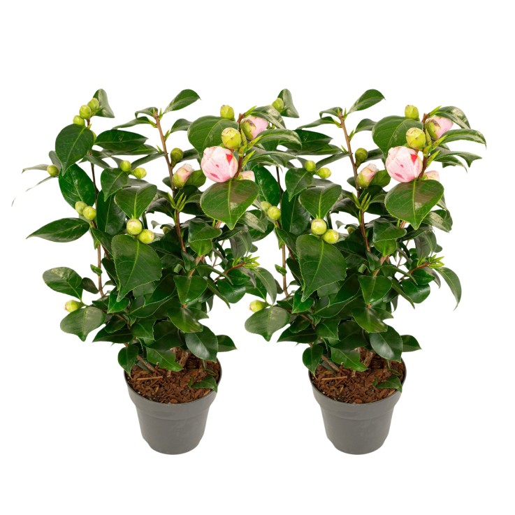 Camélia - Set de 2 - Camellia japonica 'Bonomiana' - Hauteur 50-60cm - ⌀15cm