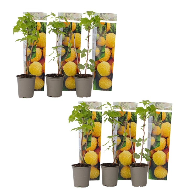 Framboisier - Set de 6 - Rubus idaeus 'Fallgold' - Hauteur 25-40cm - ⌀9cm