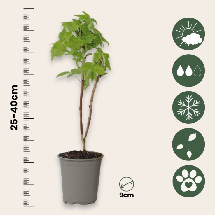 Framboisier - Set de 6 - Rubus idaeus 'Fallgold' - Hauteur 25-40cm - ⌀9cm