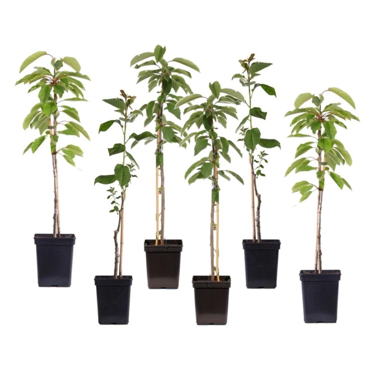 Pommier - Set de 6 - Malus - Hauteur 60-70cm - ⌀9cm