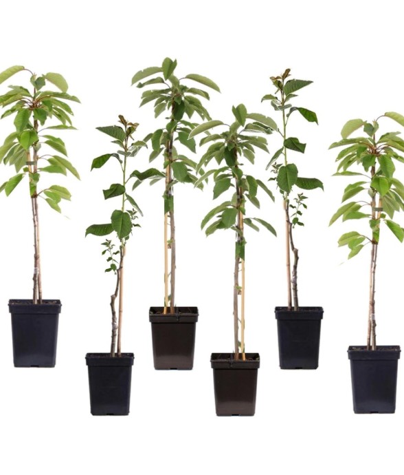 Pommier - Set de 6 - Malus...